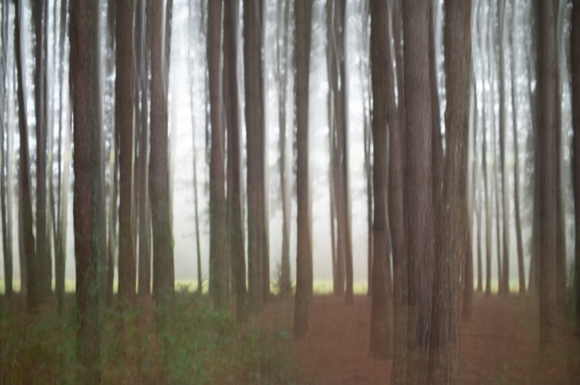 Ik zie de bomen door het bos niet meer