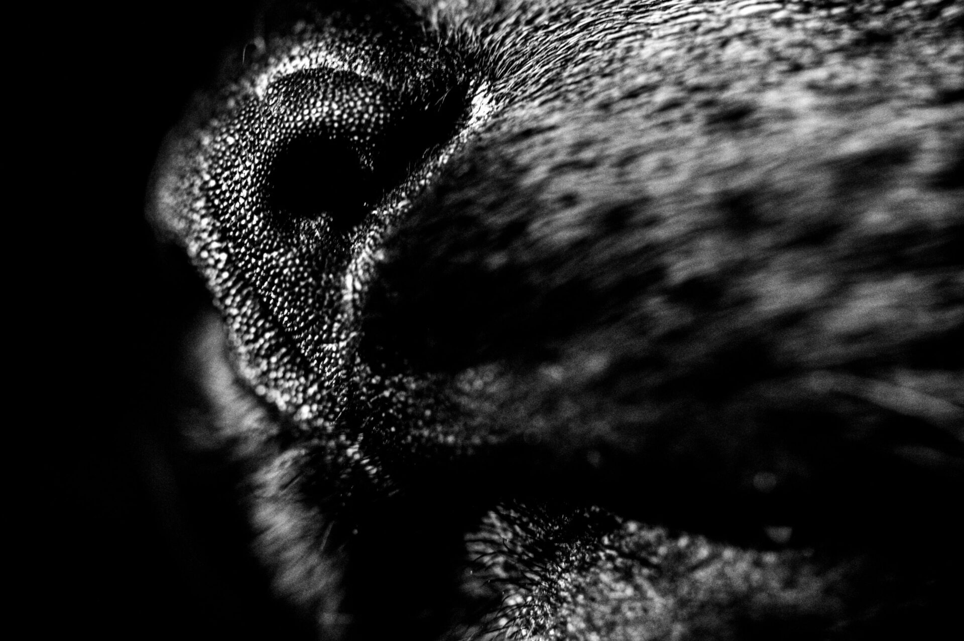 Foto van kattenneusje - zwarte kat - close-up - macrofotografie