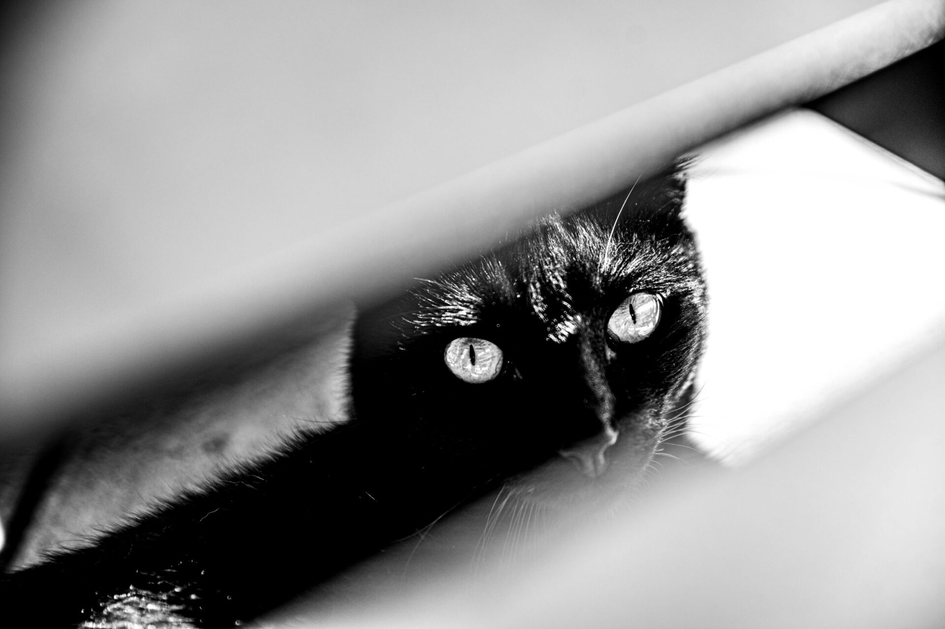 Kat kijkt speels en indringend door kleine opening - zwarte kat - kattenogen - lievelingsdier