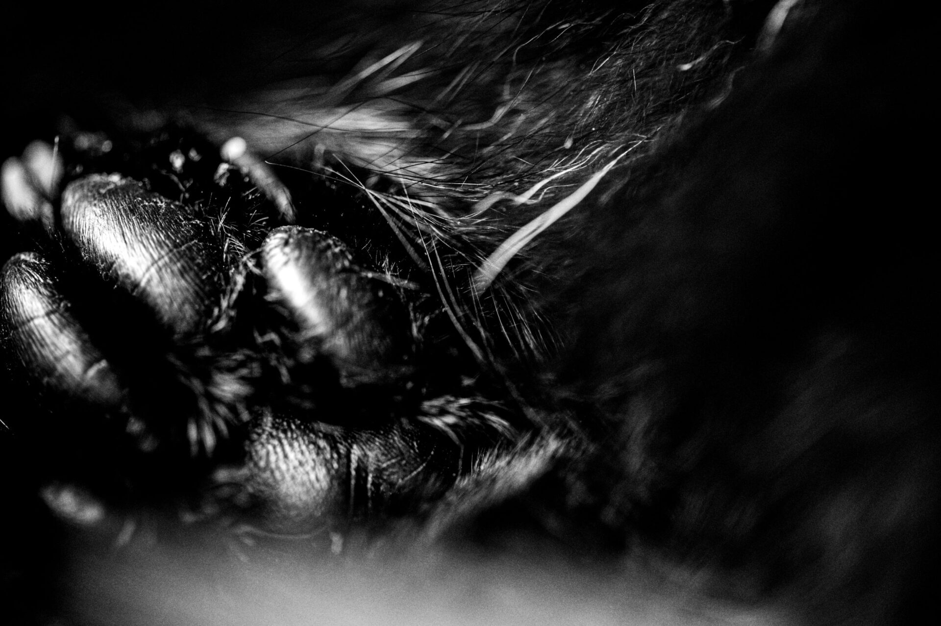 Hart voor pootjes - kattenpootje - macrofotografie - zwarte kat