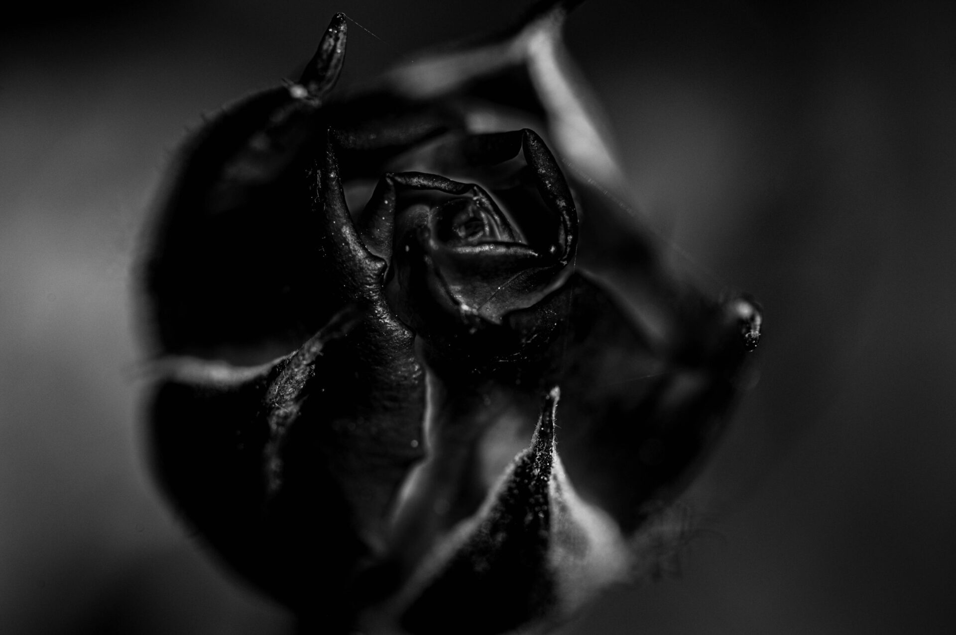 Foto van roos in zwart-wit - lowkey photography